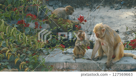 Agra, Uttar Pradesh, India. Family Of Monkeys Sits On Roof. Small Monkey Eat Leafs. Bonnet Macaque - Macaca Radiata Or Zati. Animal Games. Indian Fauna 127569663