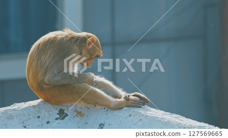 Agra, Uttar Pradesh, India. Monkey Sit Edge Of Roof And Combs Itself In Search Of Fleas. Every Day Life Of India. Bonnet Macaque - Macaca Radiata Or Zati. Animal Life. Indian Fauna. Close-up View 127569665