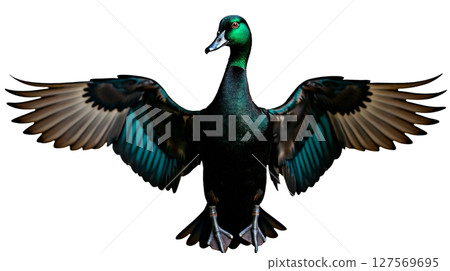 A Black East Indian duck stands proudly with its neck extended and wings fully opened, showcasing its shimmering green-black feathers. The setting highlights its beauty. 127569695