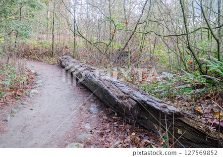A section of the Thacker Regional Park in Hope, BC, Canada 127569852