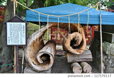 Passing through the sacred large zelkova tree of Sanada Shrine, Nagano 127570117
