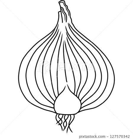 Onion Onion 127570342
