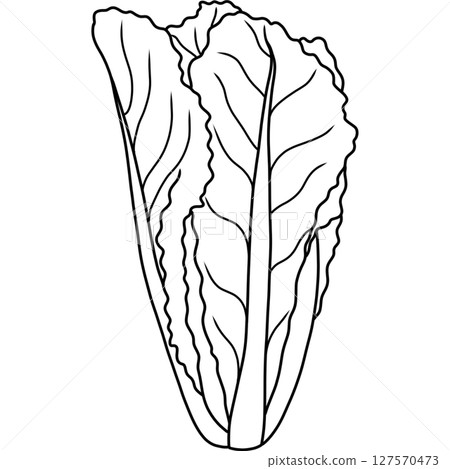 Cos lettuce 127570473