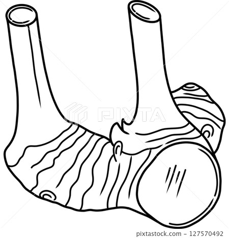 Galangal Galangal 127570492