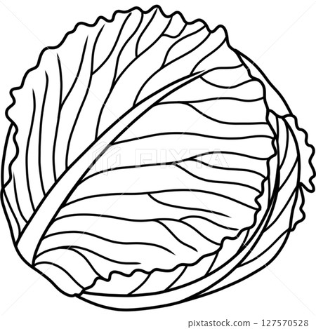 Cabbage 127570528