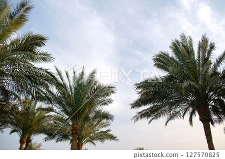 Beautiful green coconut palm trees on tropical beach against blue sky. Summer vacation concept 127570825
