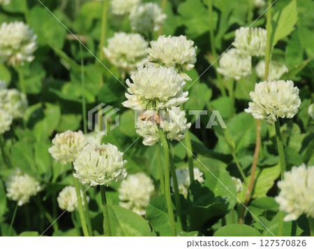 Beautiful white clover flower surrounded by green leaves Beautiful white clover flower surrounded by green leaves 127570826