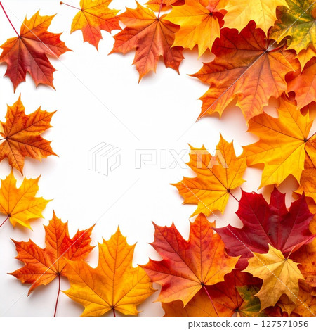 Autumn Maple Leaves Frame on White Background 127571056