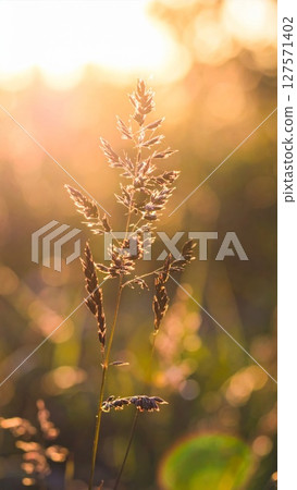Golden Hour Grass: Backlit Plant in Summer Field Golden Hour Grass: Backlit Plant in Summer Field 127571402