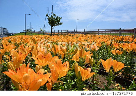 Lilies blooming in Solamnad Haneda Green Space, Tokyo 127571776