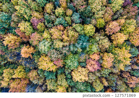 Aerial view of lush forest with colorful canopies in autumn woods on sunny day. Landscape of autumnal wild nature Aerial view of lush forest with colorful canopies in autumn woods on sunny day. Landscape of autumnal wild nature 127571869