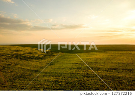 Aerial view of bright green agricultural farm field with growing rapeseed plants at sunset. 127572216