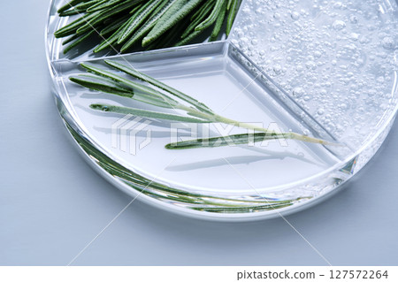Petri dish with rosemary serum on a blue background. Petri dish with rosemary serum on a blue background. 127572264