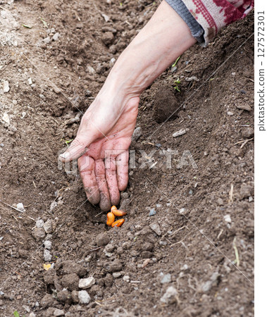 Sowing bean seeds by hand into the soil. Agriculture. Sowing bean seeds by hand into the soil. Agriculture. 127572301