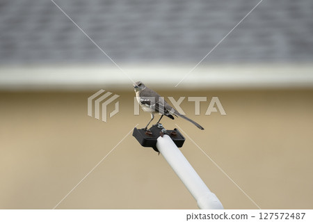 A Northern mockingbird bird perched on a fence pole 127572487