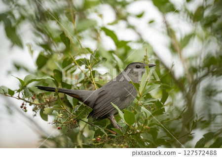A Gray Catbird bird perched on a tree branch in summer Florida shrubs 127572488