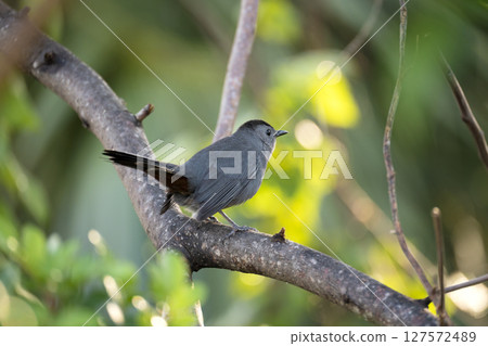A Gray Catbird bird perched on a tree branch in summer Florida shrubs A Gray Catbird bird perched on a tree branch in summer Florida shrubs 127572489