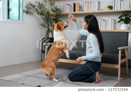 Training and Playtime. A woman teaches her corgi to perform tricks at home. 127572599