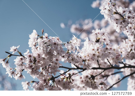 [Keage Incline] Beautiful cherry blossoms in Kyoto 127572789