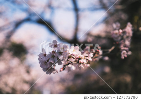 【蹴上斜坡鐵道】京都美麗的櫻花 【蹴上斜坡鐵道】京都美麗的櫻花 127572790