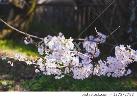 [Keage Incline] Beautiful cherry blossoms in Kyoto 127572798