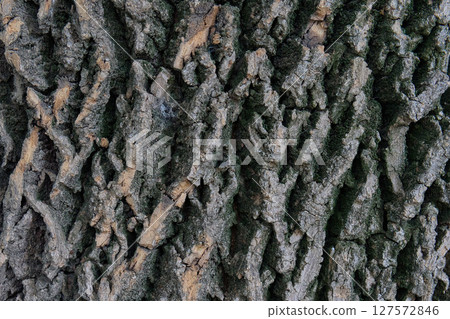 Close-up view showcases the intricate patterns of tree bark 127572846