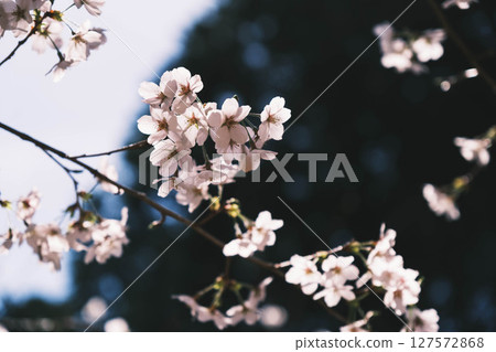 【山科運河】美麗的櫻花與歷史悠久的水道 127572868