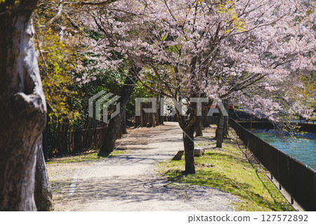 [Yamashina Canal] Beautiful cherry blossoms and a historic waterway 127572892