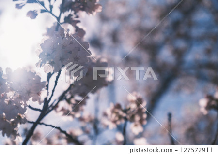 [Yamashina Canal] Beautiful cherry blossoms and a historic waterway 127572911