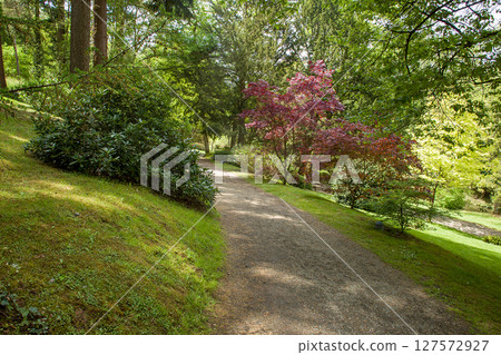 Gardem apth  with  Japanese maple (red leaves) in Japanese garden in May 127572927
