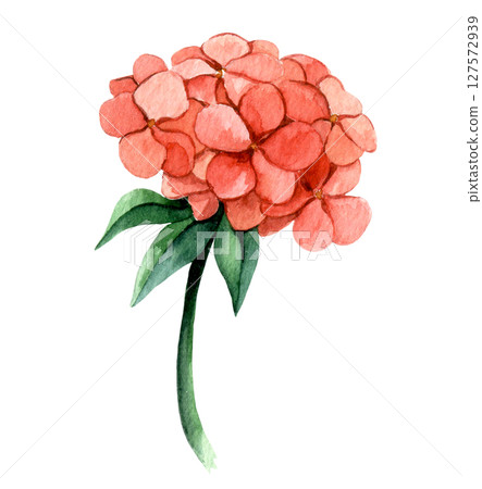 Watercolor illustration, pink hydrangea flower clipart Watercolor illustration, pink hydrangea flower clipart 127572939