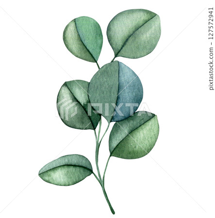 branch with eucalyptus leaves. watercolor illustration of green leaves, clip art branch with eucalyptus leaves. watercolor illustration of green leaves, clip art 127572941