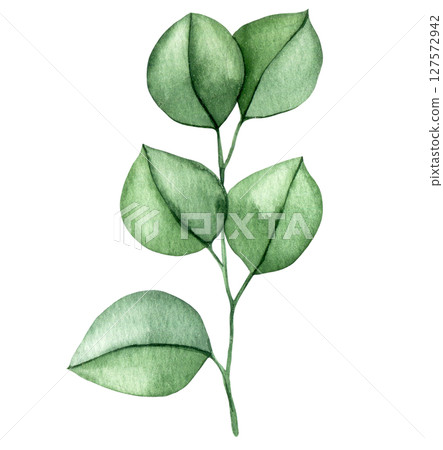 branch with eucalyptus leaves. watercolor illustration of green leaves, clip art 127572942