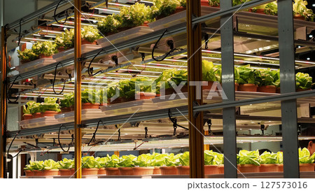 Modern vertical farm with fresh lettuce and greens growing under LED lights. 127573016