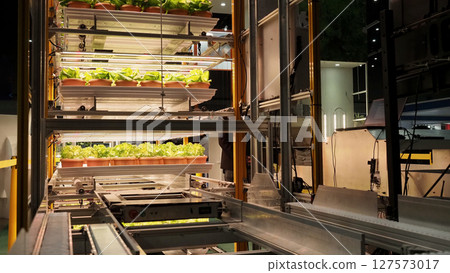 Modern vertical farm with fresh lettuce and greens growing under LED lights. Modern vertical farm with fresh lettuce and greens growing under LED lights. 127573017