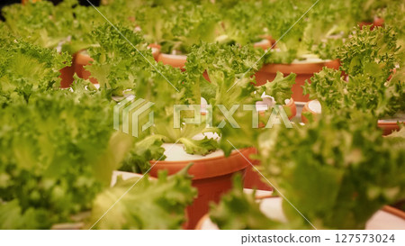 Modern vertical farm with fresh lettuce and greens growing under LED lights. Modern vertical farm with fresh lettuce and greens growing under LED lights. 127573024