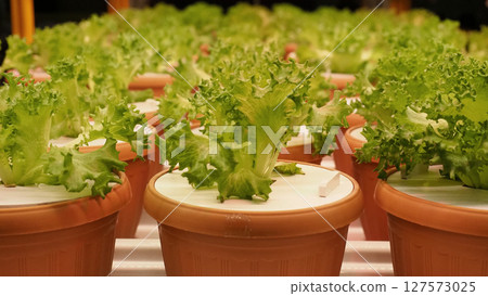 Modern vertical farm with fresh lettuce and greens growing under LED lights. Modern vertical farm with fresh lettuce and greens growing under LED lights. 127573025