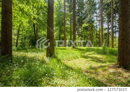 Awe forest in Pays de La Loire Awe forest in Pays de La Loire 127573037
