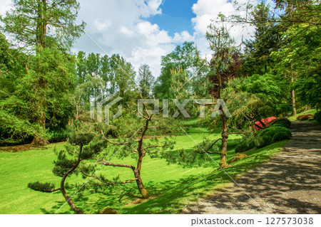 Amazing garden path in Maulevrier with larch tree in distance and small curved pine trees Amazing garden path in Maulevrier with larch tree in distance and small curved pine trees 127573038