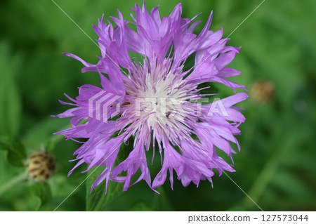 Intricate Details of a Bright Purple Cornflower 127573044