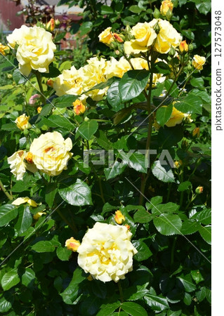A lush garden with vibrant yellow roses in full bloom, surrounded by abundant green leaves. Abundant Bloom in Lush Garden 127573048