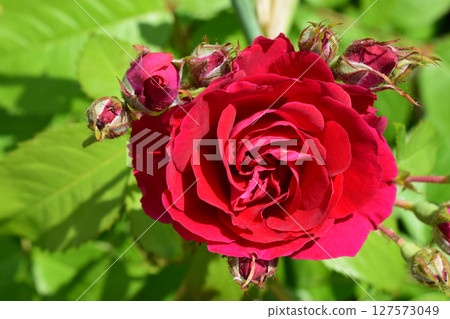 A red rose in full bloom surrounded by closed buds and green leaves. Red Rose in Full Bloom Among Buds A red rose in full bloom surrounded by closed buds and green leaves. Red Rose in Full Bloom Among Buds 127573049