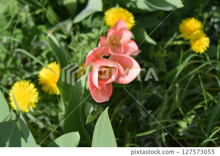Contrasting Colors of Pink and Yellow Dandelions 127573055