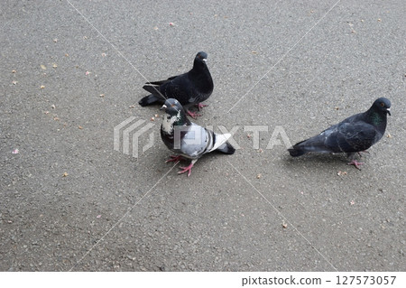 Urban Avian Trio: Diverse Pigeon Plumage Urban Avian Trio: Diverse Pigeon Plumage 127573057