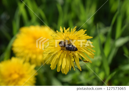 A bee perched on a yellow dandelion. Pollinator in Spring Garden A bee perched on a yellow dandelion. Pollinator in Spring Garden 127573065