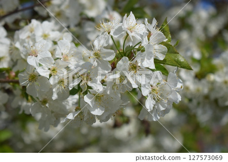 Delicate White Cherry Blossoms in Serene Spring 127573069