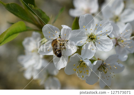 Bee Collecting Nectar on White Blossoms Bee Collecting Nectar on White Blossoms 127573071