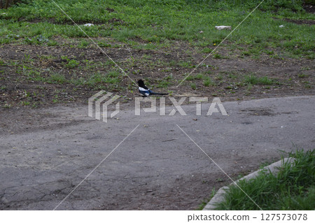 A black and white bird, a magpie, on a green grassy area. Black and White Bird on Grass 127573078