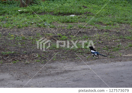 A black and white bird, a magpie, on a green grassy area. Natural Habitat of a Curious Magpie A black and white bird, a magpie, on a green grassy area. Natural Habitat of a Curious Magpie 127573079