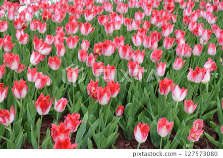Jagged Petals in Full Bloom Jagged Petals in Full Bloom 127573080